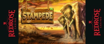 stampede betsoft redrose casino